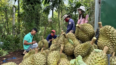 Mua, bán sầu riêng: Các DN “đánh nhau” và tự thua trên sân nhà