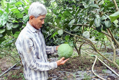 Bưởi da xanh tăng giá