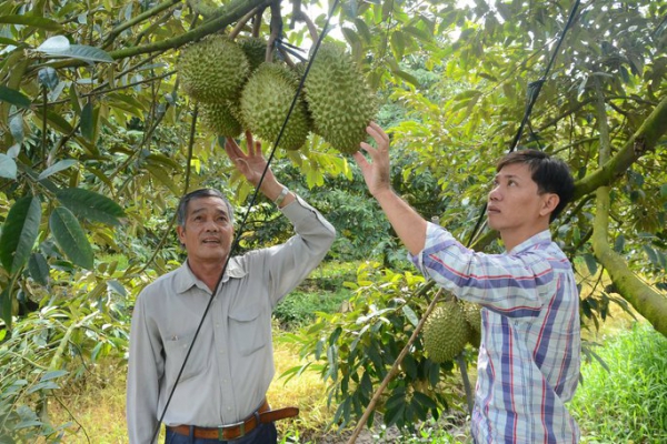 “Khó đỡ” với giá mít Thái và sầu riêng ở miền Tây