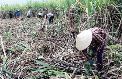 Hàng tồn đầy kho: DN &#039;&#039;chạy ăn từng bữa&#039;&#039;, nông dân bỏ đất đi làm thuê