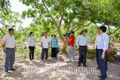 Nhà vườn Cù Lao Dung rủ nhau làm du lịch