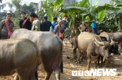 Kinh dị chuyện trâu hóa điên húc người ở làng mổ trâu lớn nhất Việt Nam