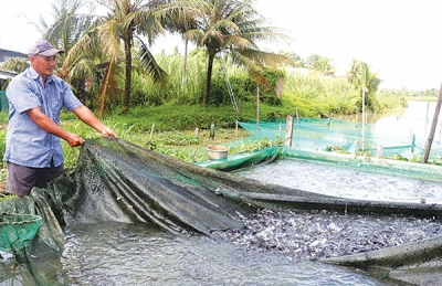 Cá giống vào mùa kinh doanh