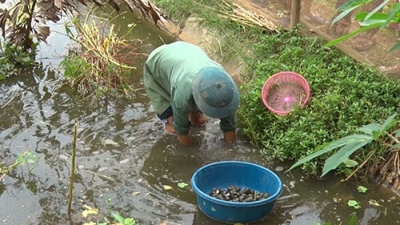 Nuôi ốc nhồi trên vùng trung du