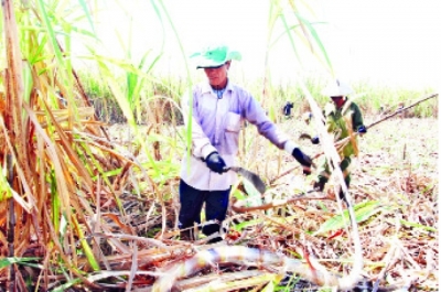 Ninh Thuận tìm hướng phát triển ngành mía đường bền vững