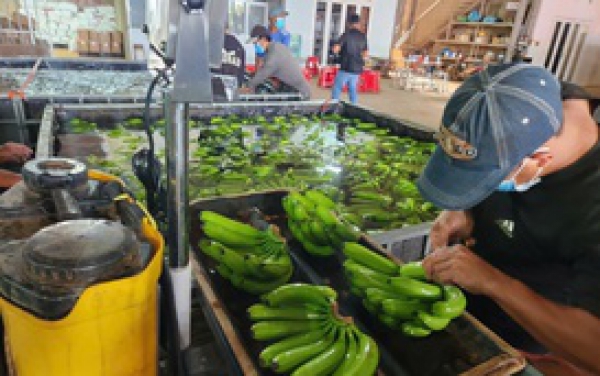 Sau sầu riêng, đâu là loại trái cây tỉ đô mới của Việt Nam?