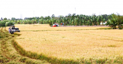 Cần Thơ tăng cường sản xuất các loại lúa thơm, chất lượng cao