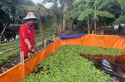 Thu nhập cao với mô hình nuôi cua đồng trong bể bạc