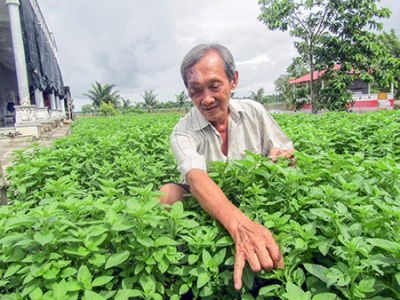 Trồng rau húng cây cho thu nhập hơn 100 triệu đồng/năm