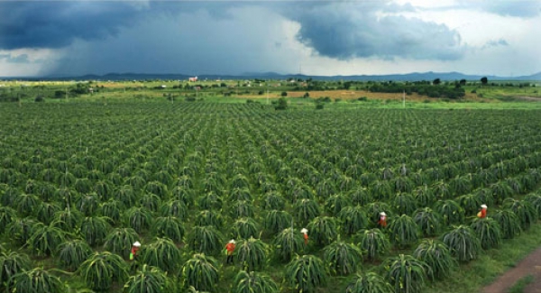 Tìm lối ra cho thanh long Bình Thuận