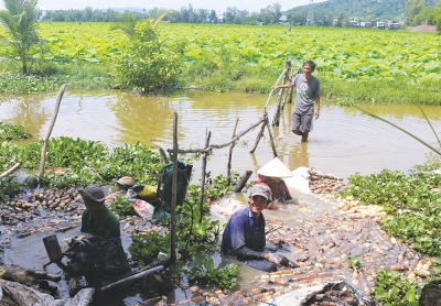 Hiệu quả mô hình trồng sen lấy củ