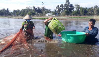 Kiếm thu nhập khá từ nuôi cá trong ruộng lúa