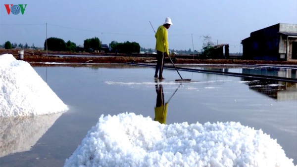 Diêm dân Bạc Liêu thu nhập cao nhờ muối trúng mùa, được giá