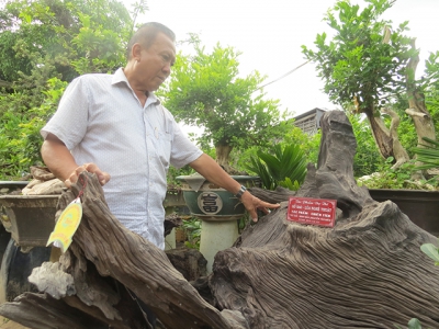 Nông dân Nguyễn Văn Mẫn khá lên nhờ kiểng bonsai