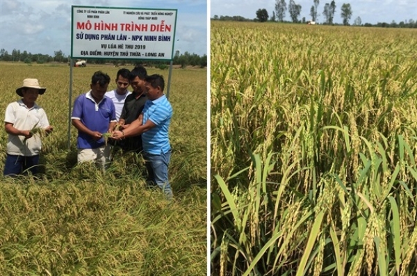 Hiệu quả bón phân lân nung chảy Ninh Bình cho lúa trên đất phèn