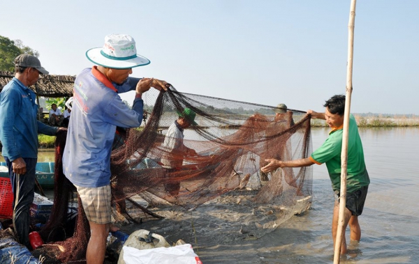 Phát triển diện tích nuôi cá ruộng lên 4.700ha