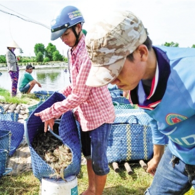 Tôm vào mùa thu hoạch  Rớt giá, &quot;dội chợ&quot;