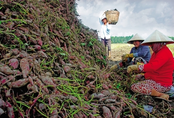 Trái cây Vĩnh Long bước ra thế giới