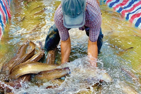 Tìm đầu ra cho cá chình, cá bống tượng