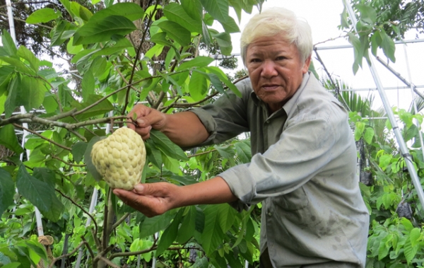 Mê mẩn với vườn mãng cầu dai cho trái “khổng lồ”