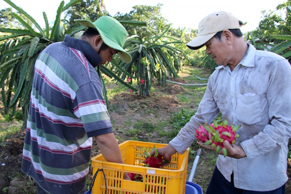 Thanh long ruột đỏ tăng giá trở lại, nông dân vẫn lo