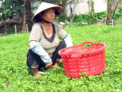 Thu nhập cao từ trồng rau má