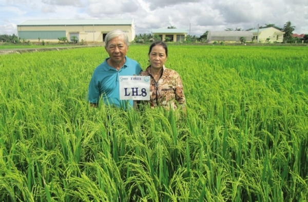 Nông dân đầu tiên lai lúa giống cho vùng biến đổi khí hậu