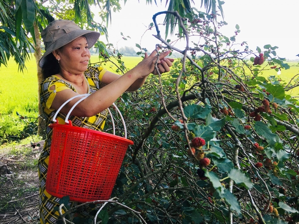 Hiệu quả kinh tế từ cây dâu tằm