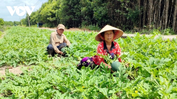 Trồng dưa trên đất mặn Cà Mau được trái ngọt cho người dân mùa Tết