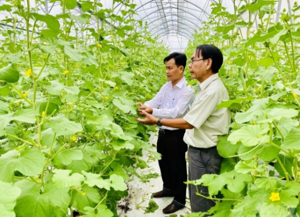 Farm dưa lưới trong nhà màng nổi tiếng ở Hậu Giang