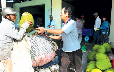 Giá mít Thái giảm nhưng người trồng vẫn có thu nhập khá