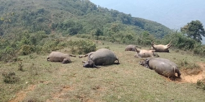 Lào Cai: 6 con trâu mộng bị sét đánh chết trong đêm