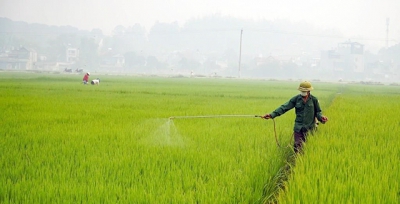 Phòng, chống bệnh hại lúa đông xuân