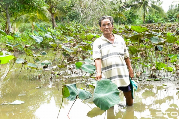 Trồng sen bán ngó, mô hình lưỡng tiện