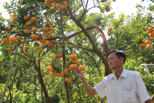 Quýt hồng Lai Vung - Đồng Tháp thương hiệu được “đánh thức”