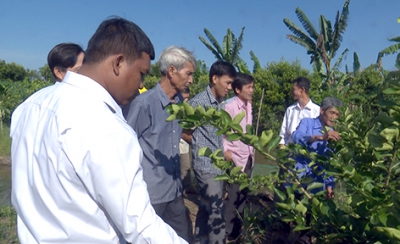 Huyện Phụng Hiệp: 13 hộ dân tham gia mô hình trồng chanh không hạt theo tiêu chuẩn VietGAP