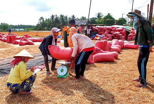 Sản xuất lúa gạo thắng lợi