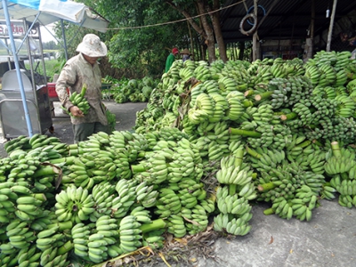 Chuối tăng, bông súng đỏ giảm giá