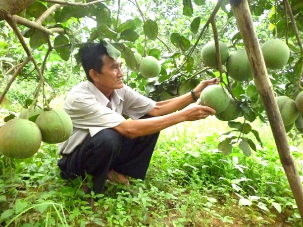 Trồng bưởi da xanh và dừa xiêm theo tiêu chuẩn VietGAP