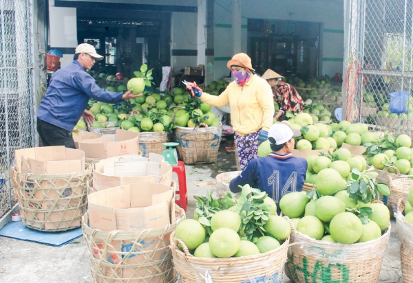 Người trồng bưởi Năm Roi thất thu