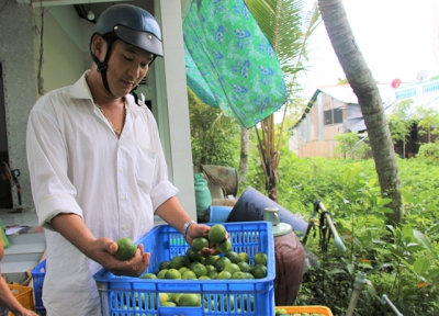 Giá chanh không hạt giảm