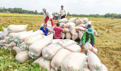 Lúa đông xuân sớm trúng mùa, trúng giá