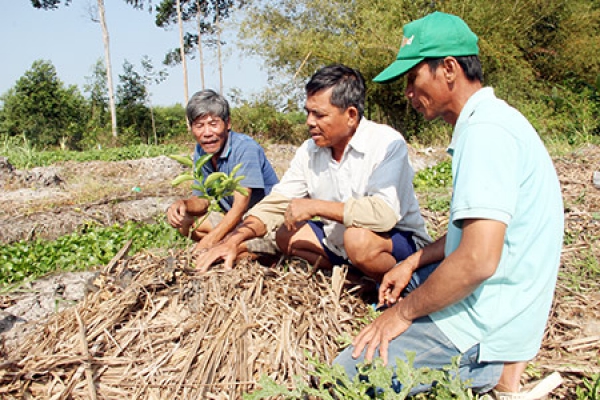 Thăng trầm vùng mía