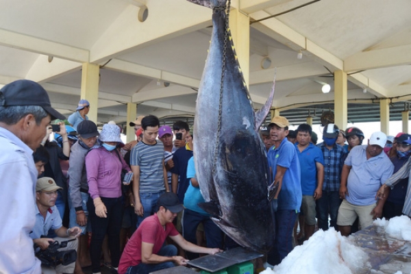 Ngư dân Phú Yên câu được 3 con cá “khủng” nghi cá ngừ vây xanh