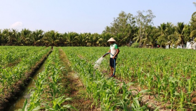 Tăng thu nhập từ chuyển đổi cây trồng