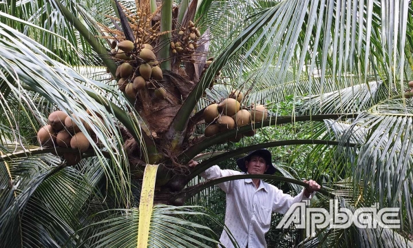 Làm giàu nhờ trồng dừa Xiêm Mã Lai