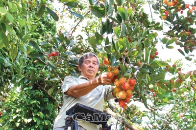 Vườn chôm chôm trên đất phèn U Minh Hạ