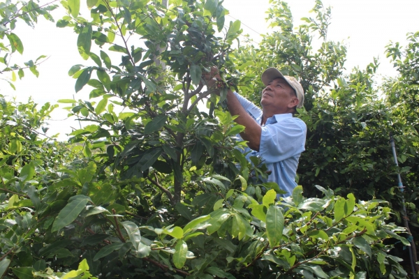 Làng mai vàng Tân Tây rộn ràng vào xuân