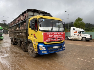 Heo thịt Thái Lan từng không cạnh tranh được với heo Việt, phải bán lỗ vốn