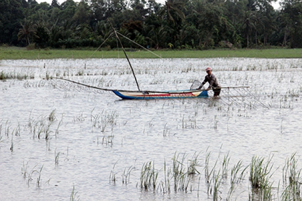 Gần 30.000ha đất lúa không sản xuất trong vụ Thu đông